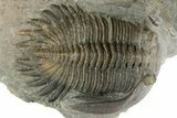Cluster of Six Trilobite Fossils (Mrakibina, Morocops, Austerop) #350556-4